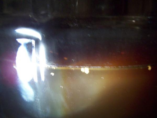 After 4 Days in Secondary, small white globs appear