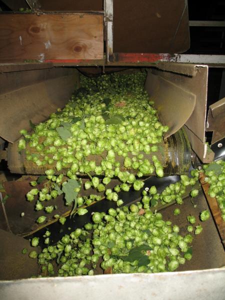 Hops traveling on the conveyor belt in the hop barn.