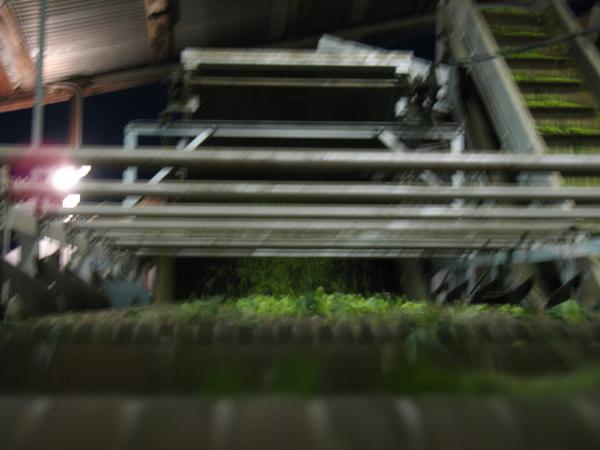 More conveyor belts transporting hops.