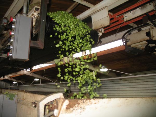 Dropping picked hops in the dryer.