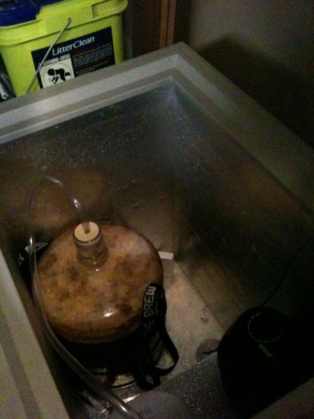 My first fermintation