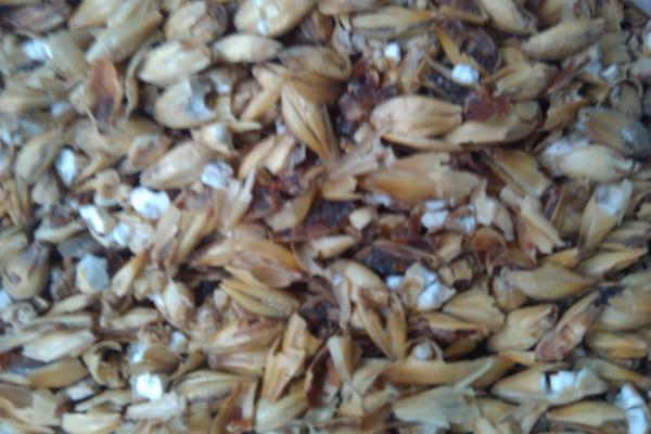 Grain closeup