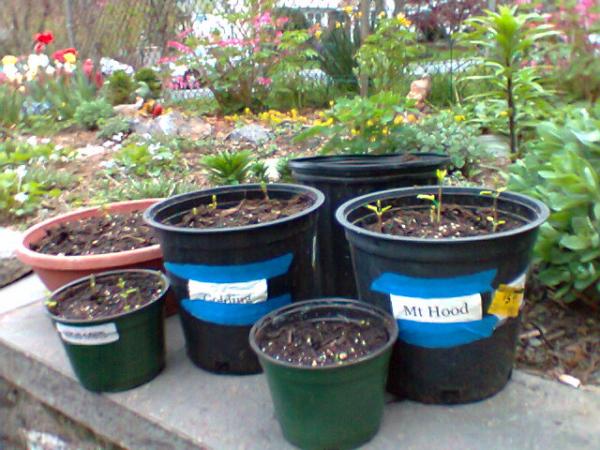 1st year hops. Golding and Mt. Hood labeled in larger buckets. All others are Cascade.