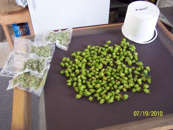 growing hops
