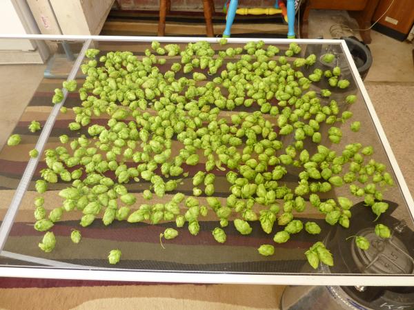 1st Cascade hop harvest of 2011.  5.26.11
