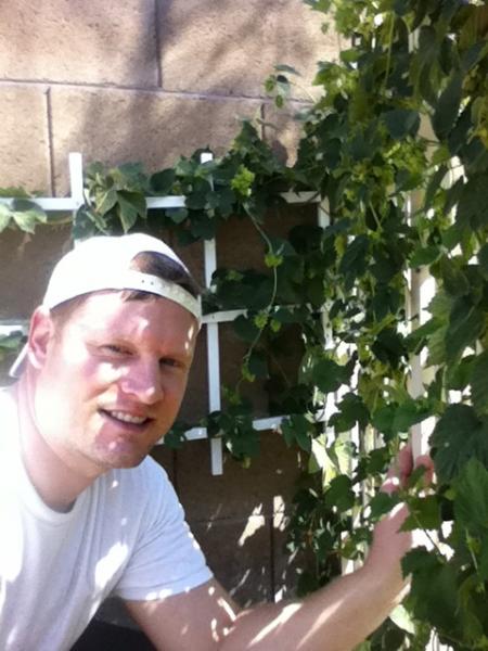 Harvesting a few ounces of cascade hops