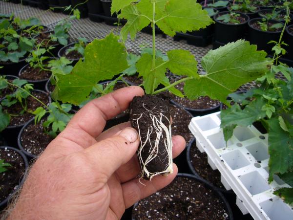 Typical Hop Plug Week 4
