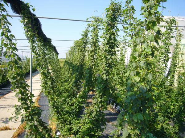 This is our hops trial area. This is where we test for suitability for growing in Michigan.