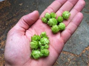 First year hop growth