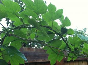 First year hop growth