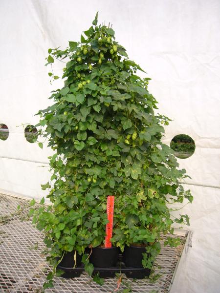 A picture of a typical "6 pack" of Cascade hops before processing for crowns. Note they are already producing cones!