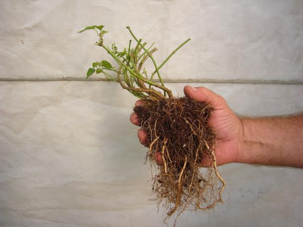This is the Cascade crown from the 6 pack. This is our standard grade with multiple stems, heavy roots, and crown budding. Beefy!