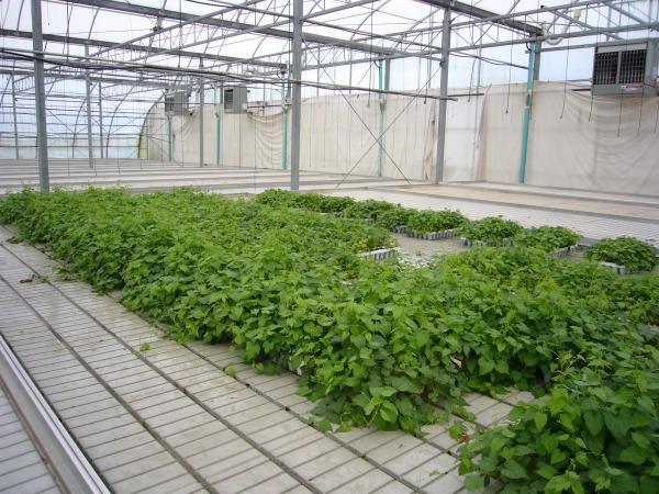 Pic of our ebb-flow facility with some contract hop starts rooting.