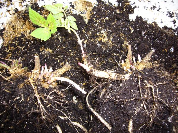 A pic of rhizome formation on dormant hop crowns. Rhizomes are not roots! They are an underground "stem" that grows from the mother plant and sends up shoots. they are easy to tell from roots because they thave a hooked growing tip.