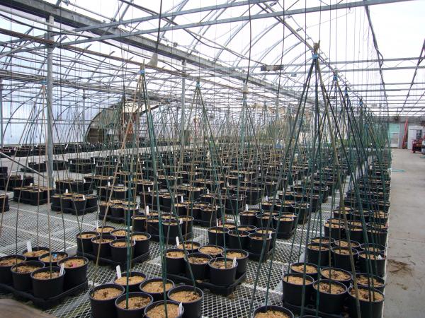 A pic at Great Lakes Hops of dormant crowns being staged for propagation. They will be forced out of dormancy with heat and lighting. This is how we produce plants year-around. Pic taken Late November.