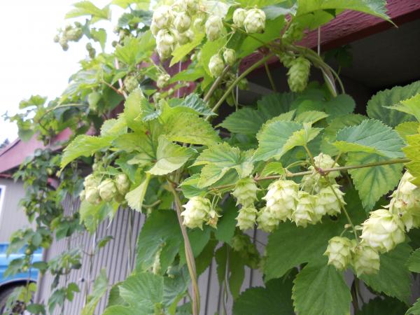 1st year hop plants 2010
