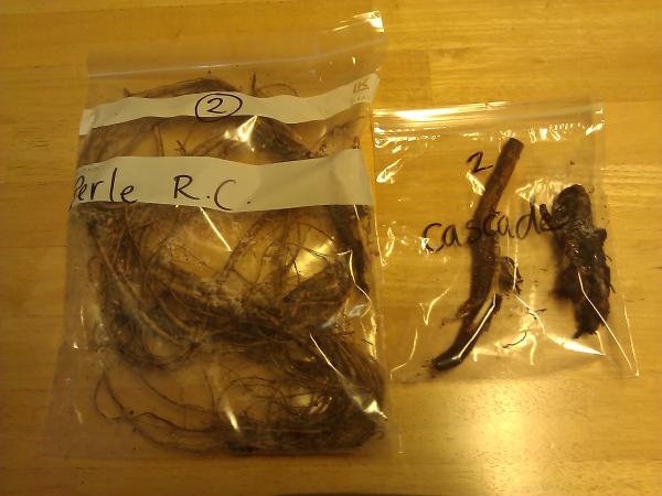 Comparison of rooted cuttings to normal rhizomes