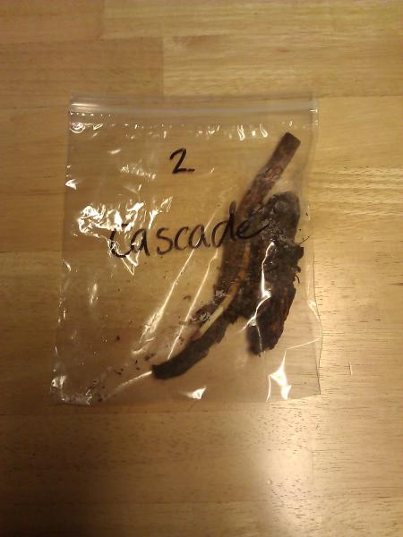 Cascade rhizomes
