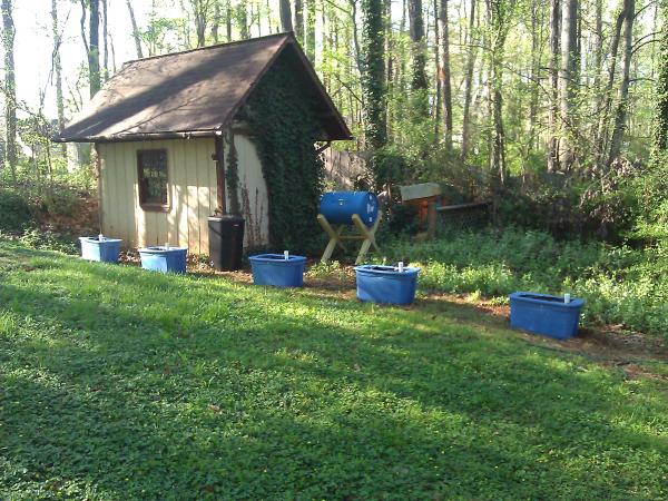 My container layout for growing my first year hop plants. They will have a coir yarn rope attached to an already run cable about 15' above them.