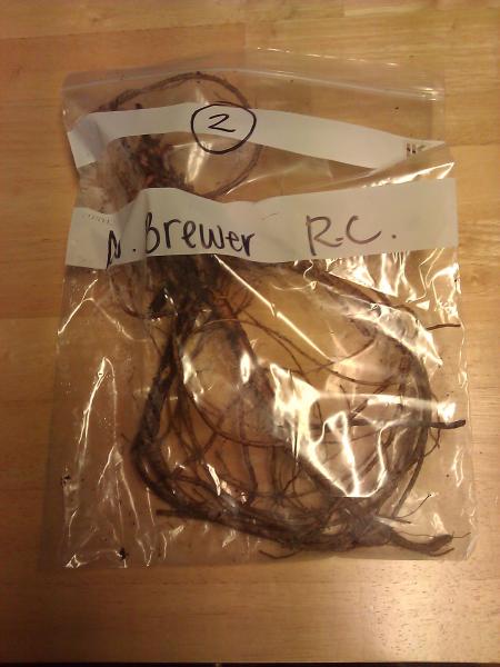 Northern Brewer rooted cuttings
