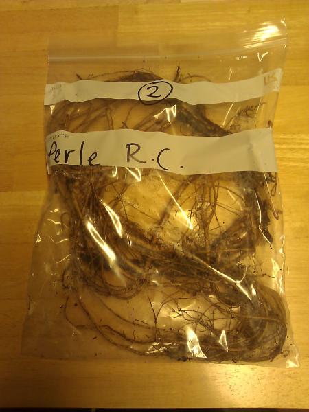 Perle rooted cuttings