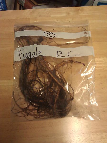Fuggle rooted cuttings