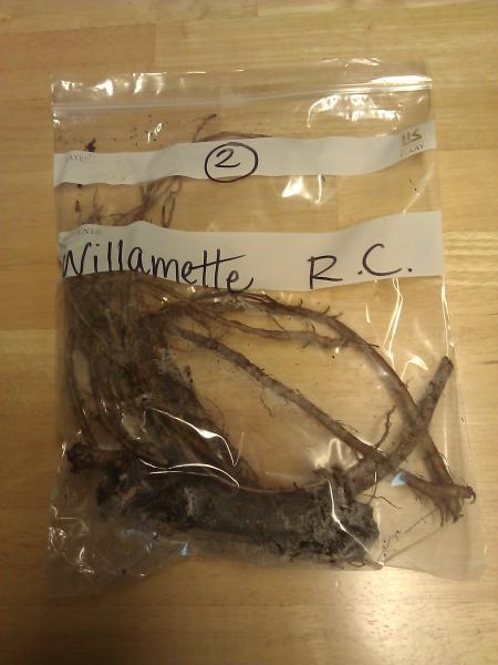 Willamette rooted cuttings