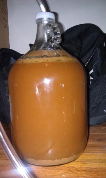 After a day of fermentation