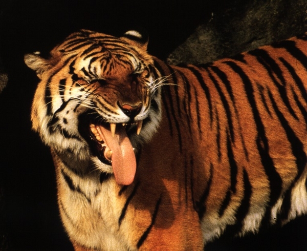 1917-grimace_tiger