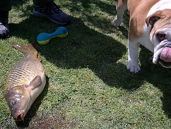 carp