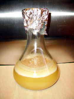 3102-YeastStarter3
