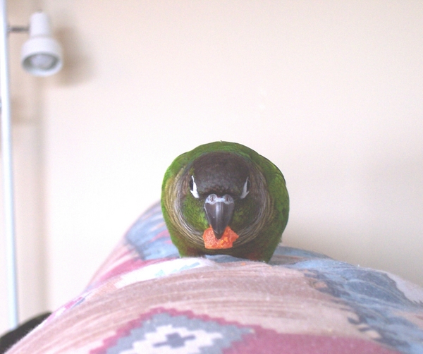 HissingParrot