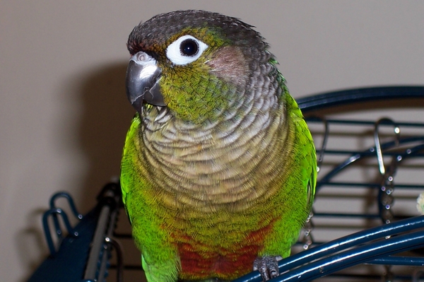 Buddyshowingoff