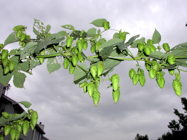 CascadeHops