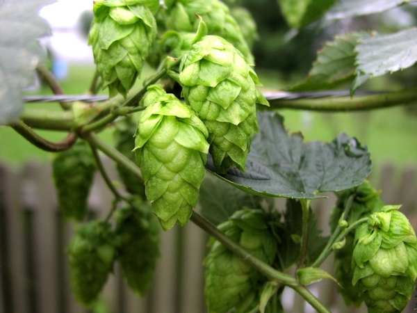 CascadeHops