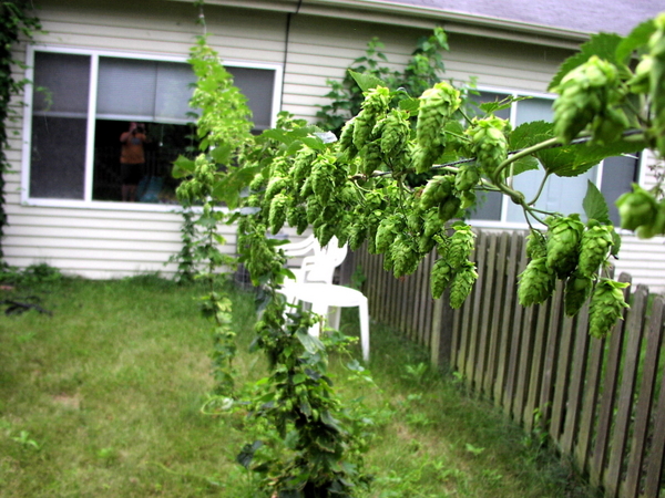 CascadeHops
