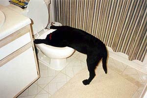 4008-Never-Give-Your-Dog-Beer
