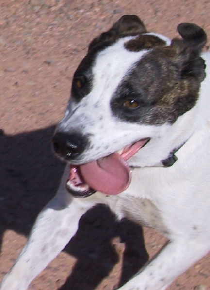Ozzie