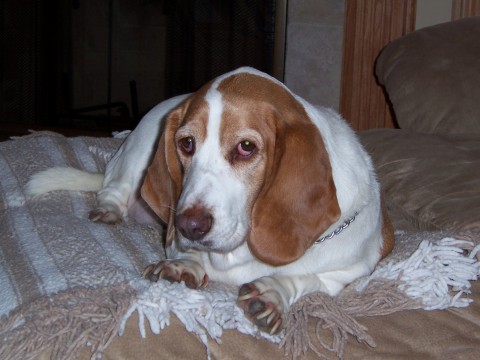 Louie