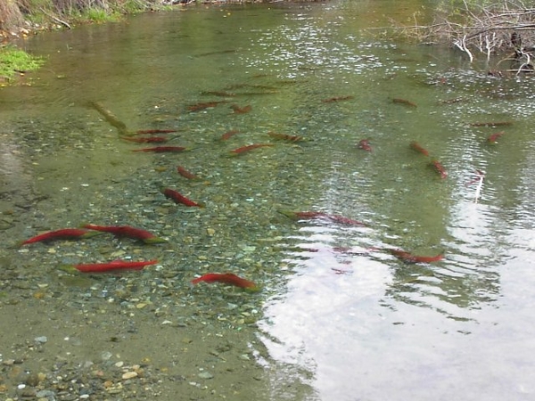 7346-salmon