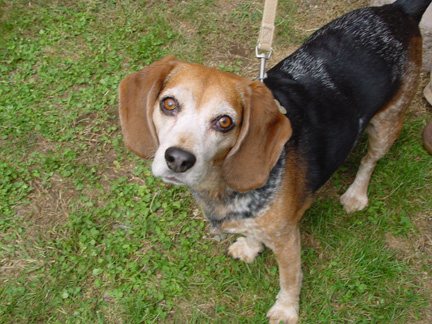 SammytheBeagle
