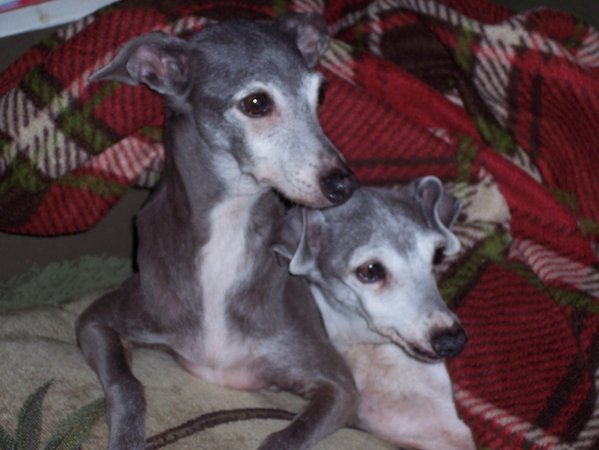 OurtwooldItalianGreyhounds