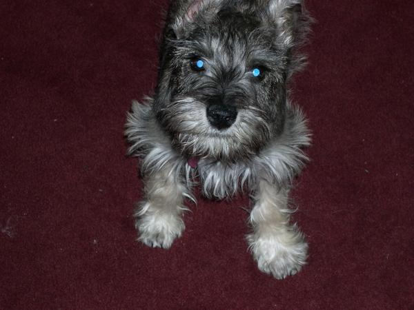 NewPup