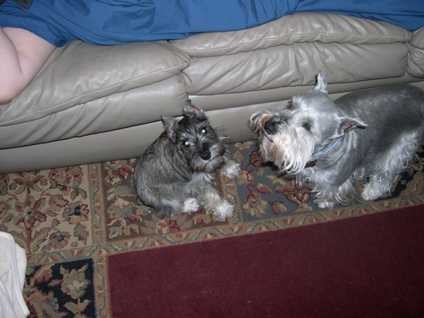 Thedogs