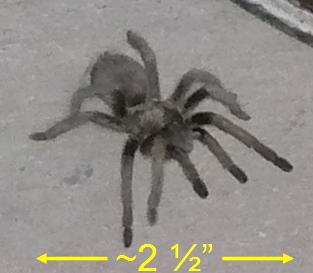 Unknownspider