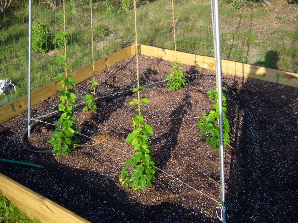 HopGarden