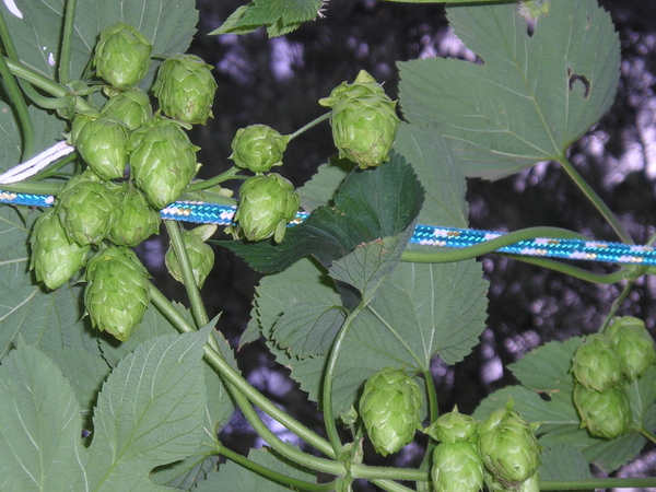 1332-cascade528-2