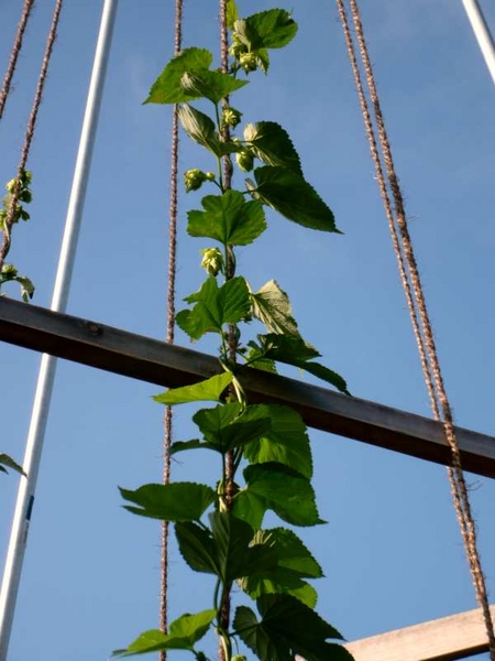 10weekhops