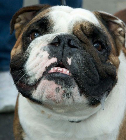 Meathead