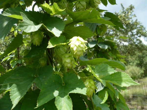 4569-Hops33b